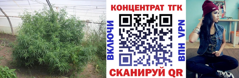 Дистиллят ТГК THC oil наркота Александровское